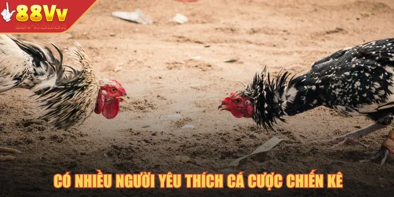 Có nhiều người yêu thích cá cược chiến kê