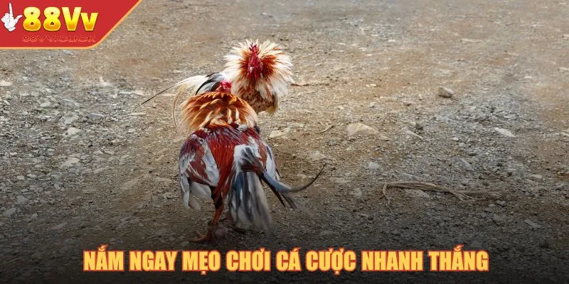 Nắm ngay mẹo chơi cá cược nhanh thắng