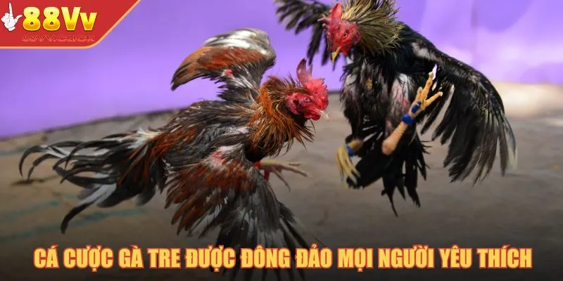 Cá cược gà tre được đông đảo mọi người yêu thích
