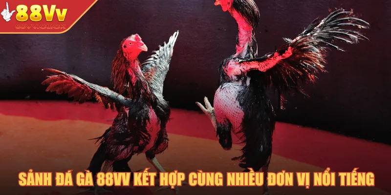 Sảnh đá gà 88VV kết hợp cùng nhiều đơn vị nổi tiếng