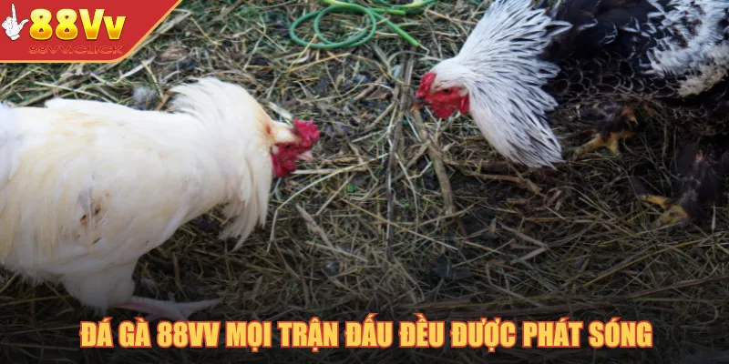 Đá gà 88VV mọi trận đấu đều được phát sóng