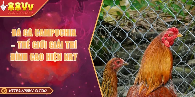 Đá Gà Campuchia – Thế Giới Giải Trí Đỉnh Cao Hiện Nay