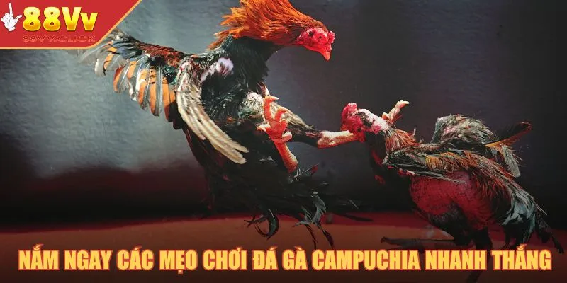 Nắm ngay các mẹo chơi đá gà Campuchia nhanh thắng