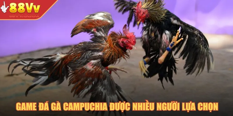 Game đá gà Campuchia được nhiều người lựa chọn