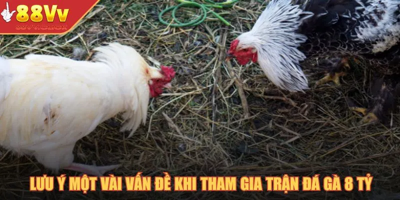 Lưu ý một vài vấn đề khi tham gia trận đá gà 8 tỷ