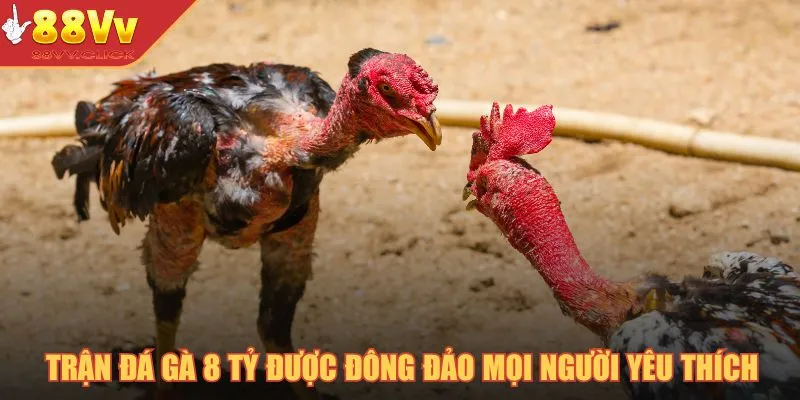 Trận đá gà 8 tỷ được đông đảo mọi người yêu thích