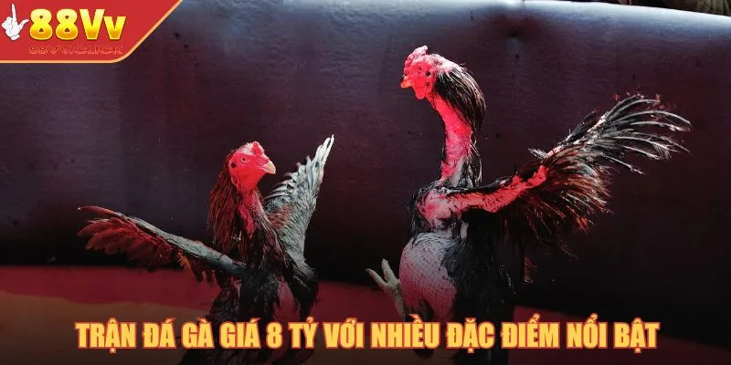Trận đá gà giá 8 tỷ với nhiều đặc điểm nổi bật